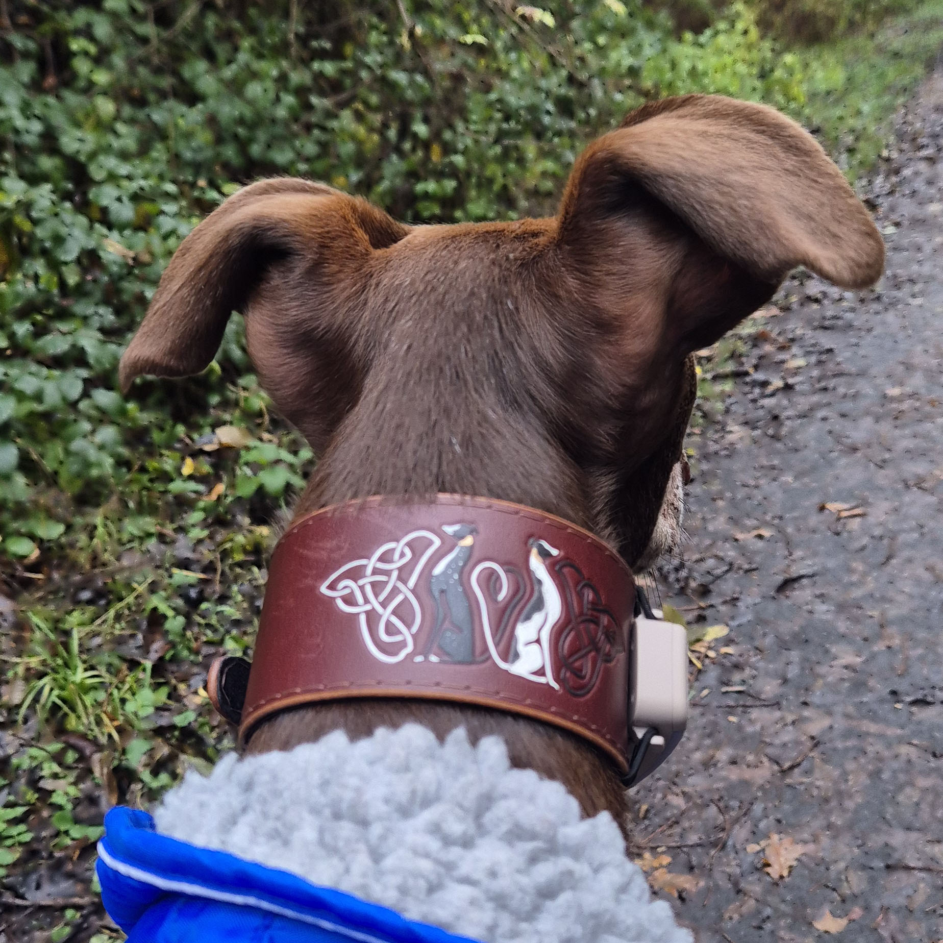 Ghillie in a celtich grehounds collar with tracker